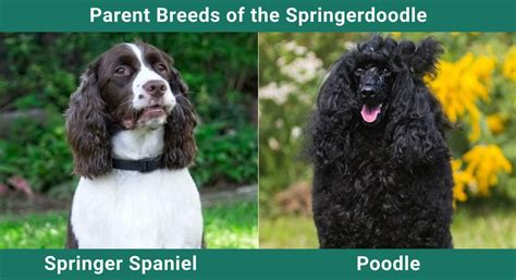 Springerdoodle Dog Breed: Info, Pictures, Care.